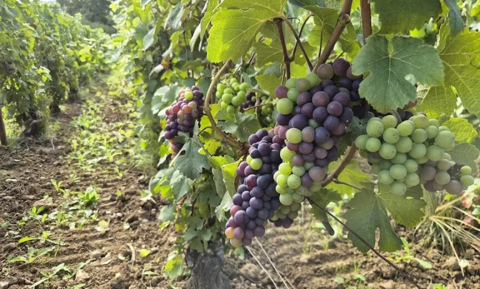 Ambacht van het biologische terroir