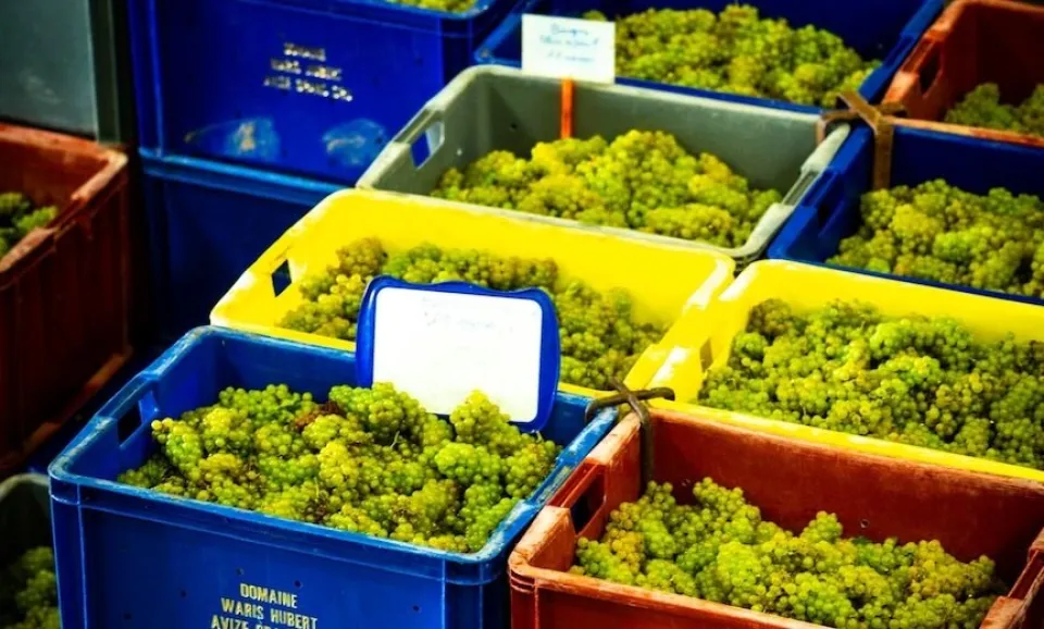 Immersion au cœur des vendanges – De la vigne au Champagne