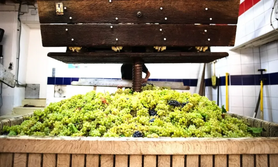 Immersion vendange traditionnelle champenoise