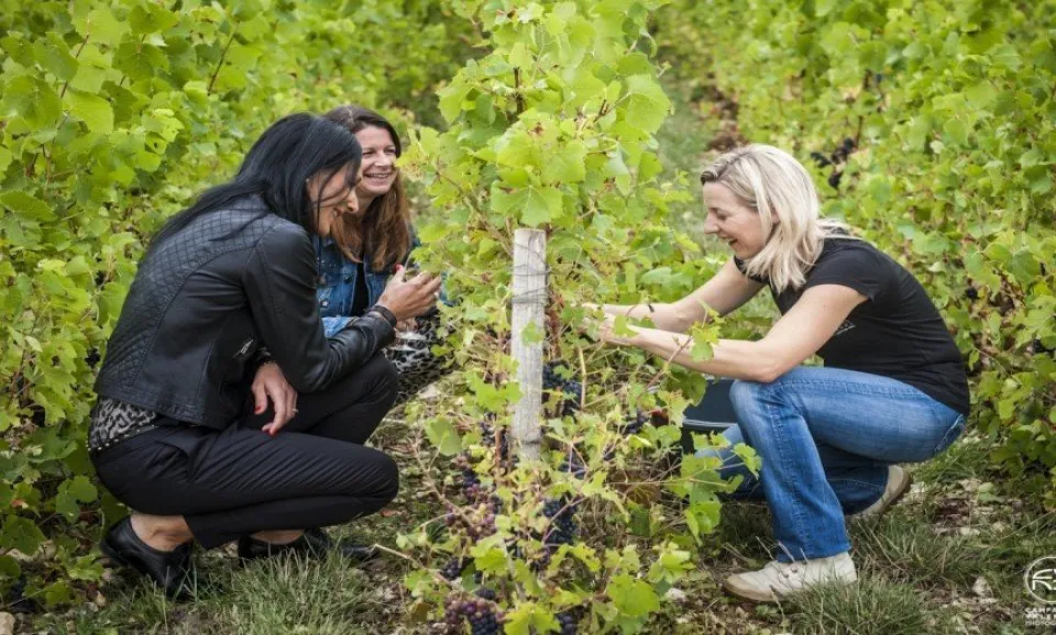 Druivenplukker voor 1 dag