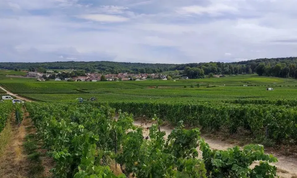 The secrets of production & visit to the vineyard