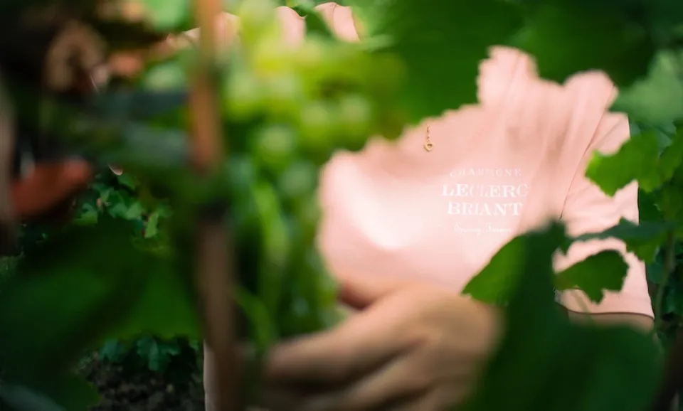 Instant Vendanges (English guided Tour)