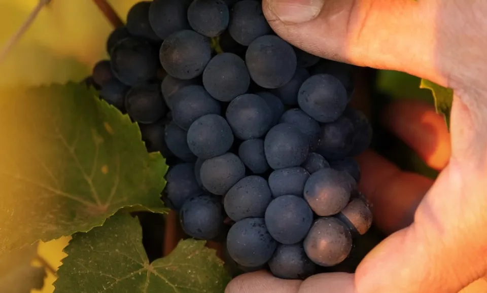 Autour du Pinot Noir (Visite guidée en anglais)