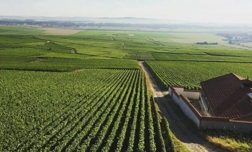Tasting of 3 Champagnes (French)