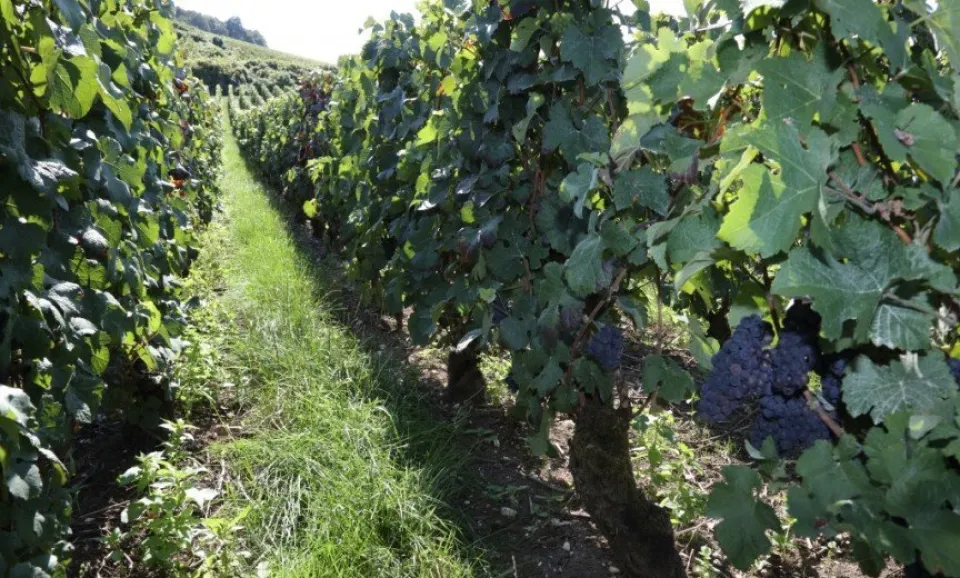 Visite et dégustation + visite du vignoble (2h)