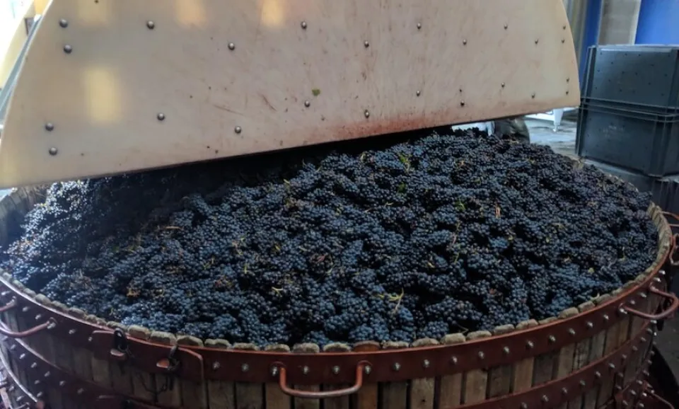 Visite et dégustation de 3 champagne BIO