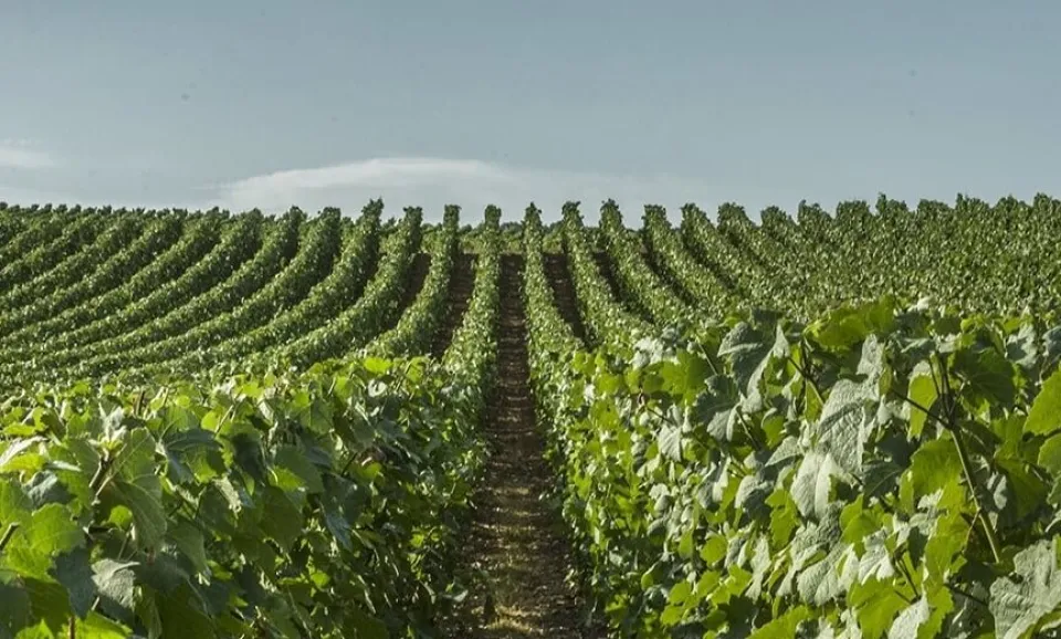 Van de druif tot het glas (Engelstalige Tour)