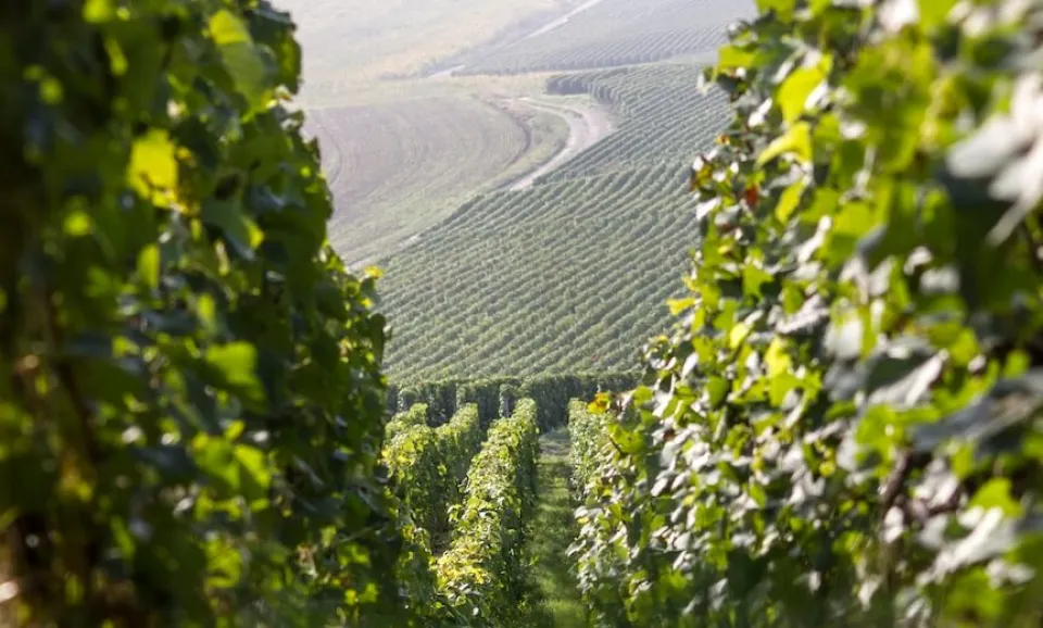 Balade dans le vignoble, visite et dégustation