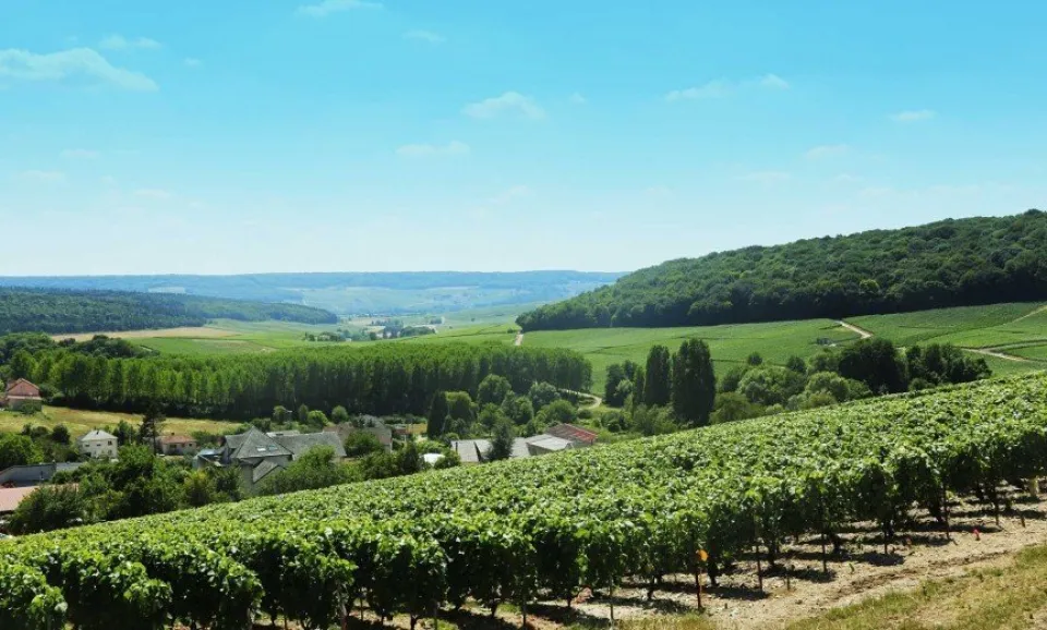 Visite vignoble et trésors des Marnes
