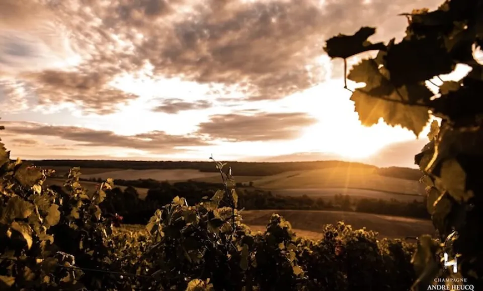 Vineyard visit, cellar tour & tasting