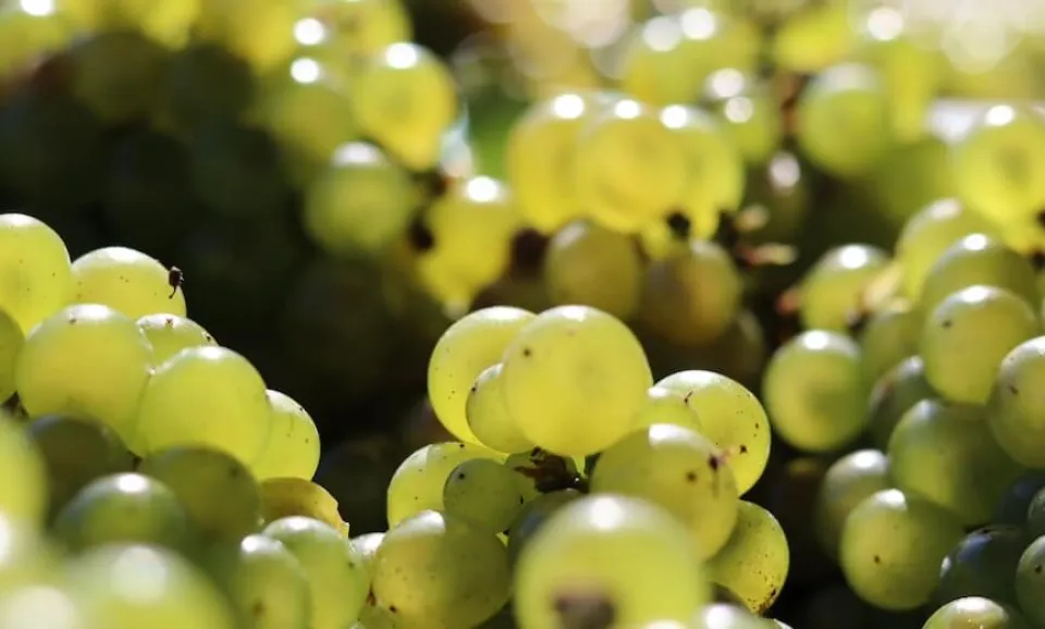 Workshop Blanc de Blancs