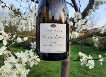 Champagne Trichet-Lorain - Dégustation près de Reims