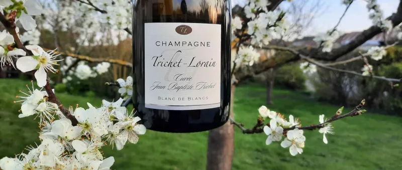 Champagne Trichet-Lorain
