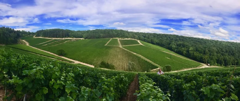 Champagne Poinsot Frères