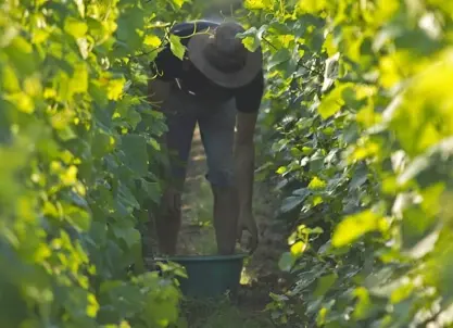 Champagne Augustin - Réservez votre visite et dégustation