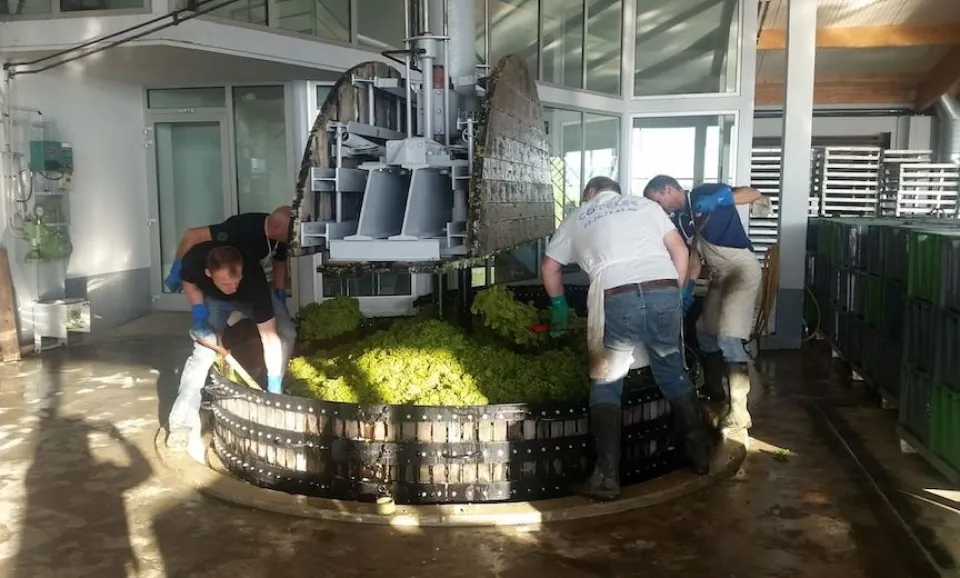 Grape harvest visit (French guided)