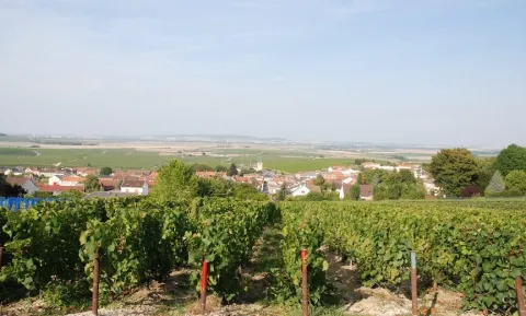 Visite de Caves Champenoises (anglais)