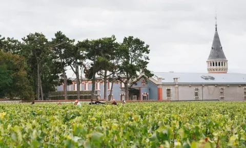 Visite de la vigne au verre (Visite guidée en anglais)