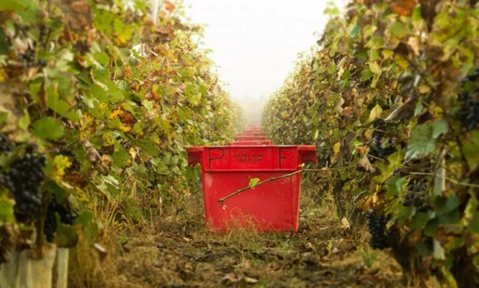 Vineyard Tour & Tasting 2 Champagnes