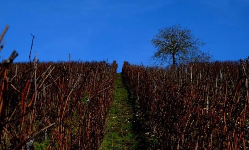Vineyard Tour & Tasting 5 Champagnes