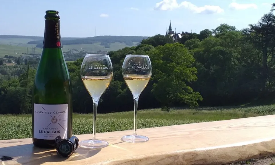 Visite de vignoble, visite de cave + dégustation (anglais)