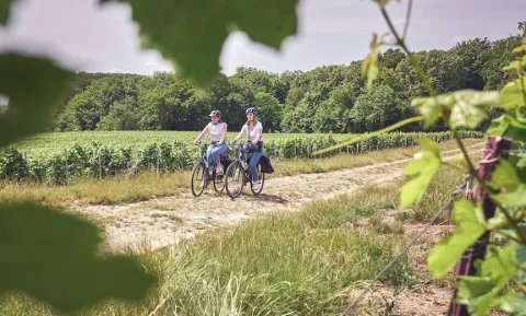 Vineyard Tour by e-bike + tasting