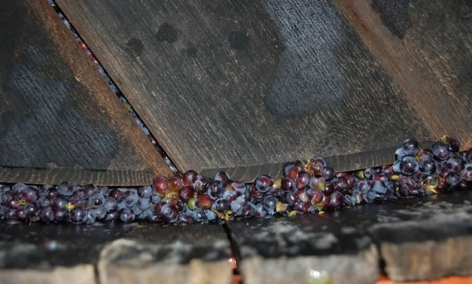 Grape harvest: tour & tasting