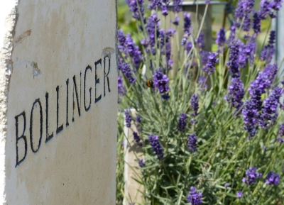 Champagne Bollinger (Ay) - 3