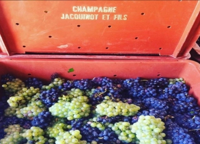 Champagne Jacquinot & Fils - 13