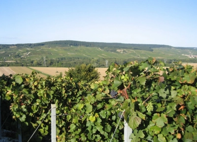 Champagne Liébart-Régnier - 7