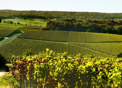 Champagne Mailly Grand Cru - 4