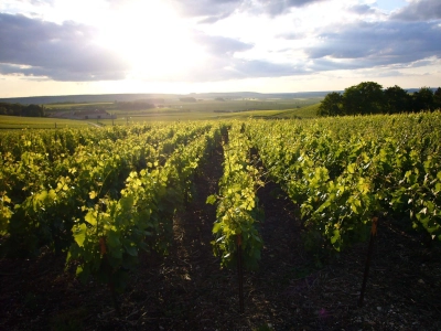 Champagne Michel Fagot - 5