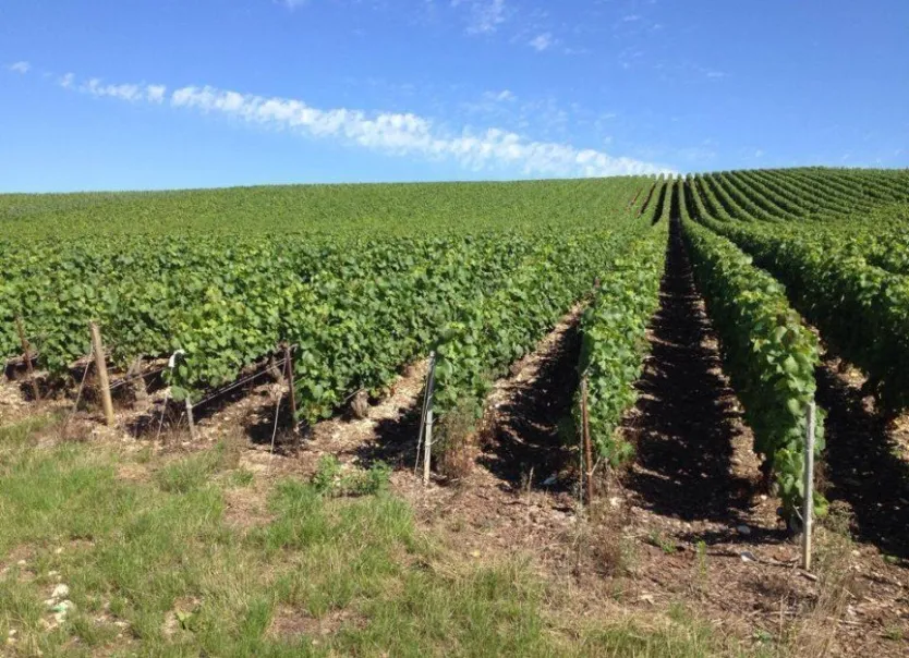 Champagne Mongery - Visite des caves et dégustation