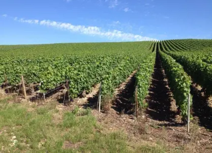 Champagne Mongery, Landreville - Boek, bezoek en beleef!