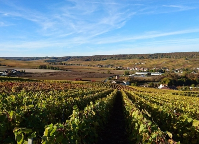 Champagne Lahaye Berthelot - 1
