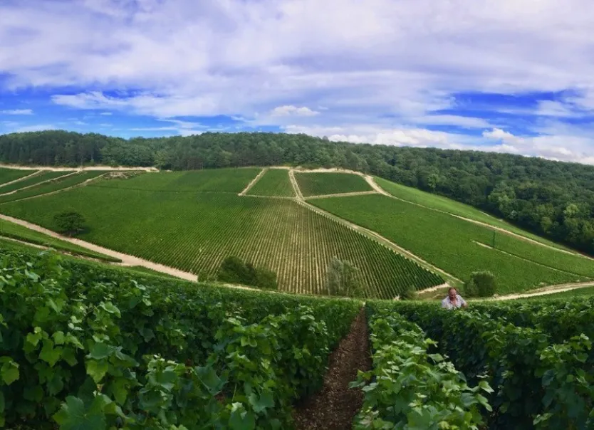 Champagne Poinsot Frères - Visite des caves et dégustation