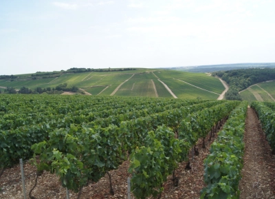 Champagne Poinsot Frères - 7