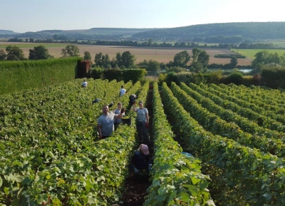 Champagne Bernard BIJOTAT - 2