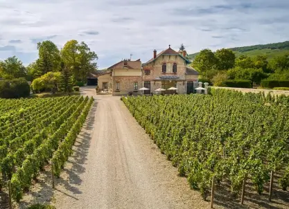 Champagne A. Lété (Damery) - Tasting in the vineyard