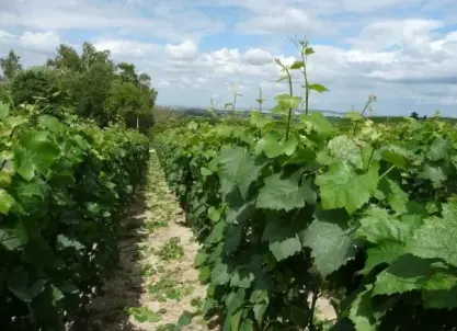Champagne Jean Aubry & Fils (vlakbij Reims) - Tour & proeverij