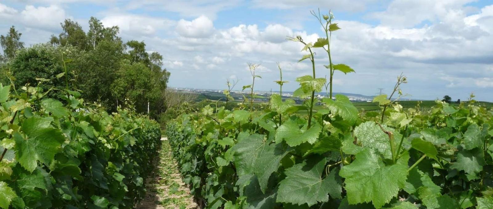 Champagne Jean Aubry & Fils (vlakbij Reims) - Tour & proeverij