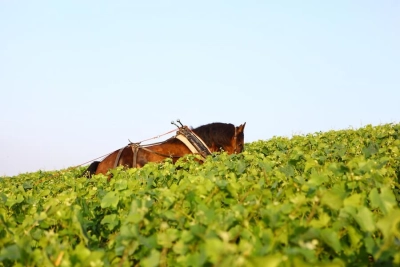 Champagne Philipponnat - 4