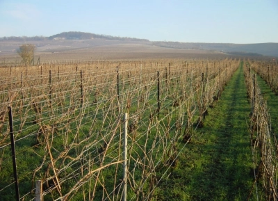 Champagne Henri Giraud - 8
