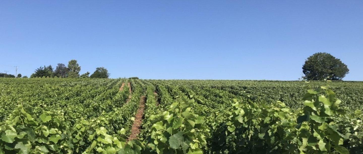 Champagnestreek bezoeken