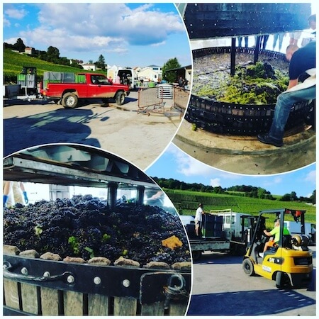 Grape harvest